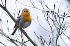 sitting European Robin