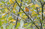sitting European Robin