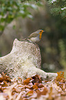 sitting European Robin