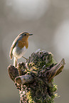 European robin sits on tree