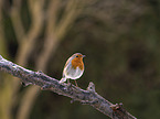 sitting European Robin