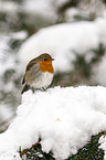 European robin