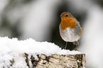 European robin