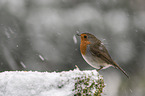 European robin