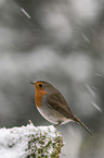 European robin