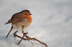 European robin