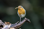 European robin