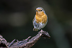 European robin