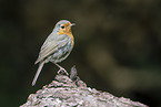 European robin