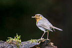 European robin