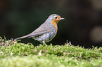European robin