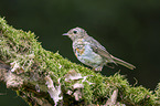 European robin