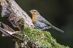 European robin