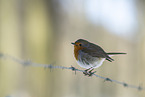 European robin