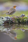 European robin