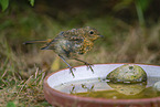 European robin