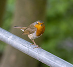 European robin