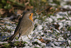 European robin