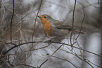 european robin