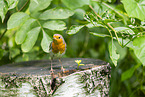 European robin