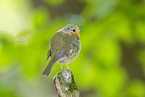 European Robin