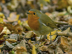 robin