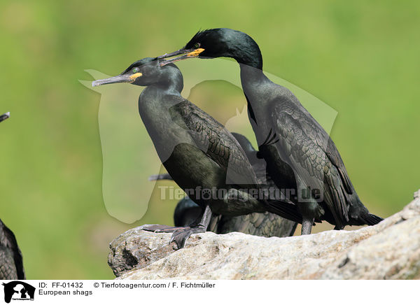 Krhenscharben / European shags / FF-01432