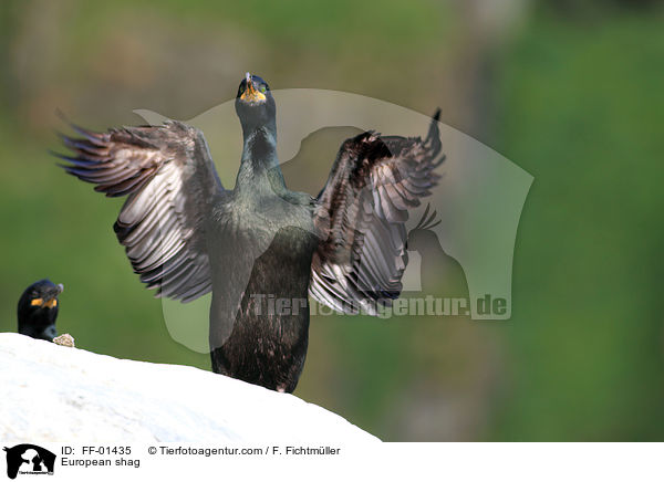 Krhenscharbe / European shag / FF-01435