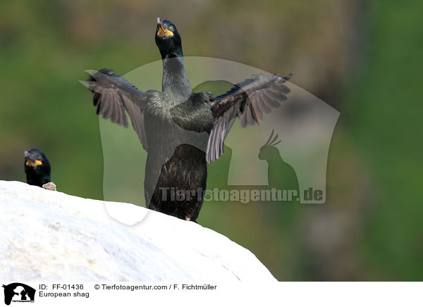 Krhenscharbe / European shag / FF-01436