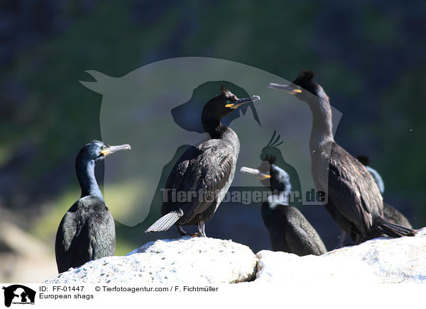 Krhenscharben / European shags / FF-01447