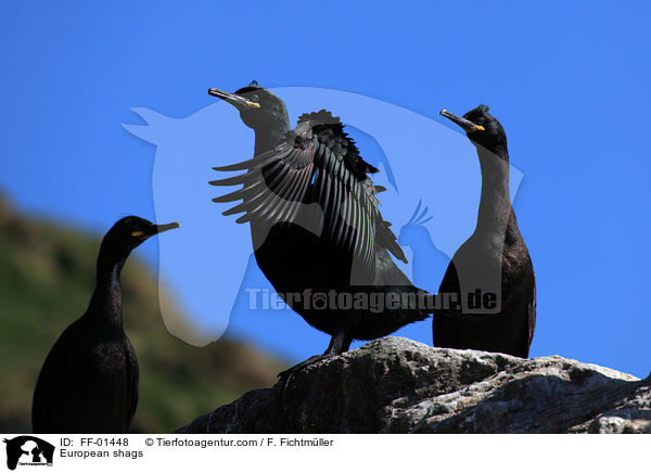 Krhenscharben / European shags / FF-01448