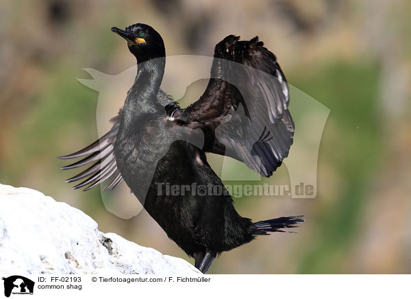 common shag / FF-02193