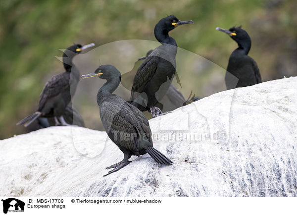 Krhenscharben / European shags / MBS-17709