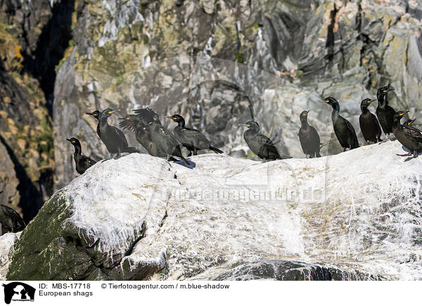 Krhenscharben / European shags / MBS-17718