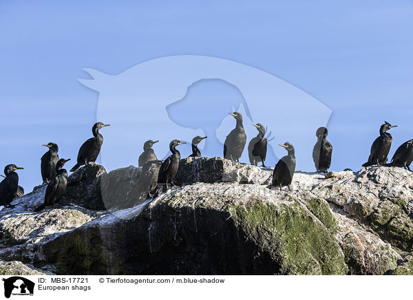European shags / MBS-17721