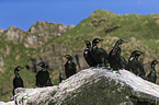 European shags