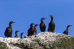 European shags
