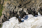 European shags