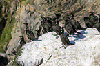 European shags