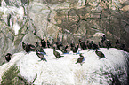 European shags