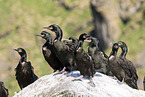 European shags