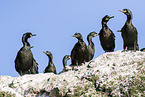 European shags