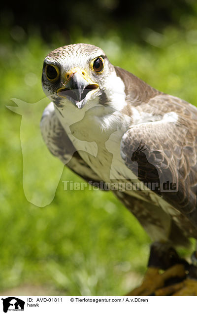 hawk / AVD-01811