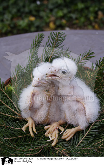 falcon fledgling / AVD-01827