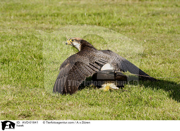 hawk / AVD-01841