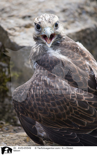 falcon / AVD-05549