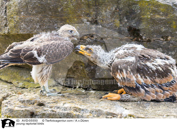 young raptorial birds / AVD-05550