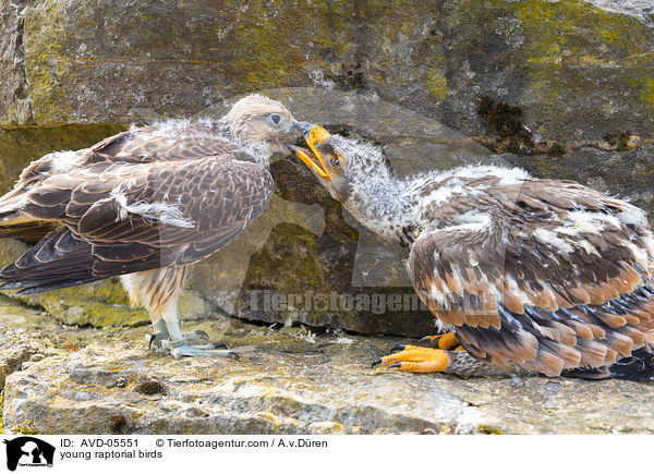 young raptorial birds / AVD-05551