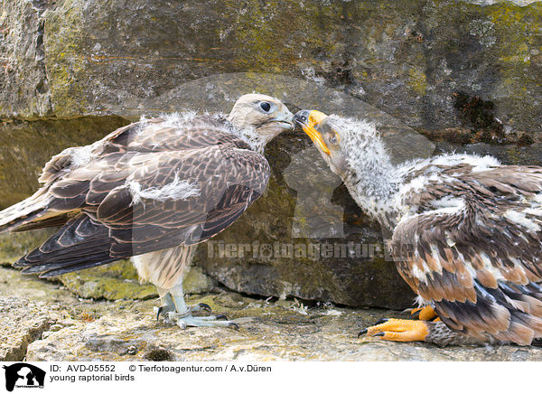 young raptorial birds / AVD-05552