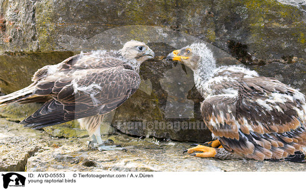 young raptorial birds / AVD-05553